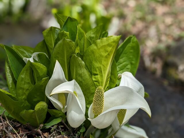 水芭蕉_中之条ガーデンズ