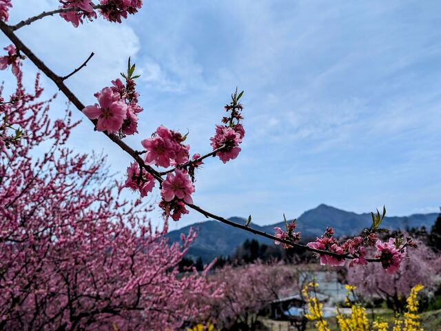 花桃_中之条ガーデンズ