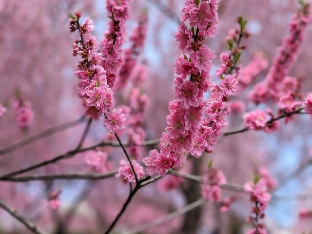 花桃_中之条ガーデンズ