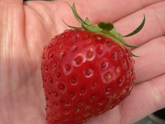 大きいいちご_しまむら農園