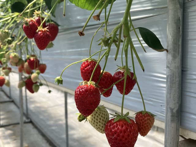 様々な品種のいちご_しまむら農園