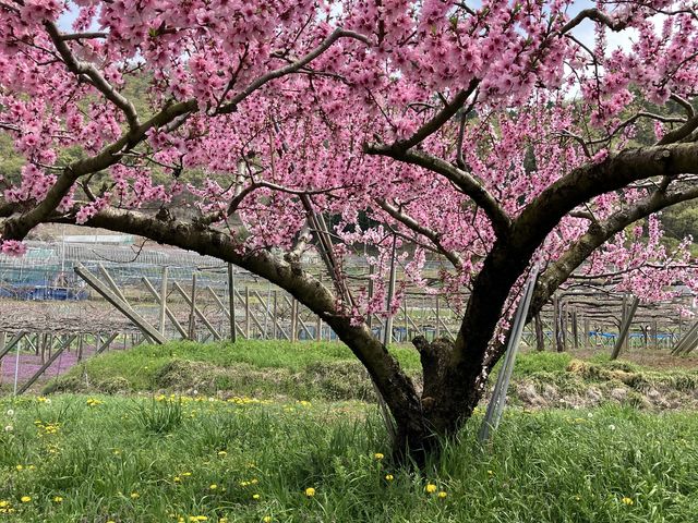 道中の桜_しまむら農園