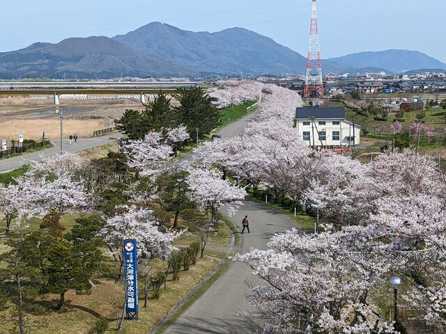 yu‐cyanさんの大河津分水桜並木の投稿写真1