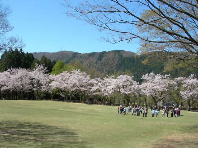エギンガー12号さんの石川県林業試験場樹木公園の桜の投稿写真1
