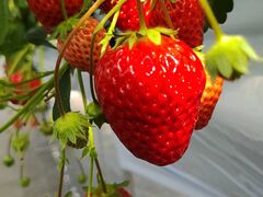 しょうこさんのイチゴベースへの投稿写真1
