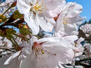yu‐cyanさんの弥彦公園の投稿写真1