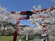 イワダイさんの旭山の投稿写真2