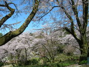 エギンガー12号さんの石川県林業試験場樹木公園の桜の投稿写真1