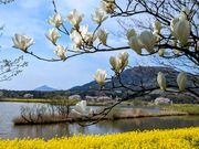 yu‐cyanさんの上堰潟公園の投稿写真1