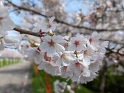 yu‐cyanさんの大河津分水桜並木の投稿写真1