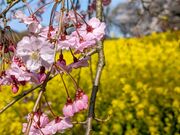 yu‐cyanさんの上堰潟公園の投稿写真1