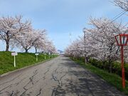 yu‐cyanさんの大河津分水桜並木の投稿写真2