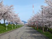 yu‐cyanさんの大河津分水桜並木の投稿写真3