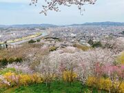 まんまるさんの船岡城址の投稿写真1