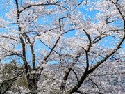 yu‐cyanさんの弥彦公園の投稿写真1