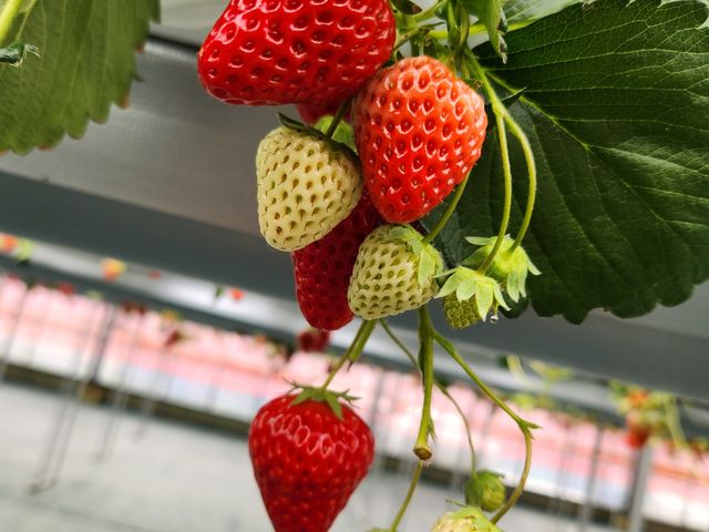 どの粒にしようかと悩みます_farmいちごろ