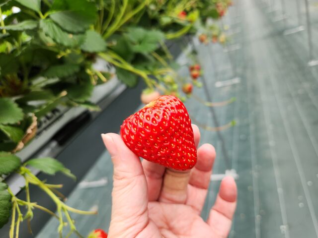 大粒いちご、食べ応えあります!_farmいちごろ
