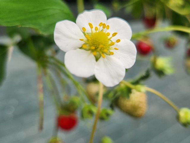 朝イチで空いていたので、レーンもゆっくり移動出来ました_farmいちごろ