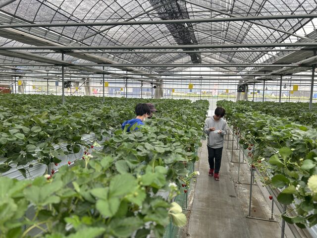 広く清潔感がある農園。また、曲調が明るいクラシックが流れ、苺の味を更に堪能させてくれます。_石和いちご館青柳
