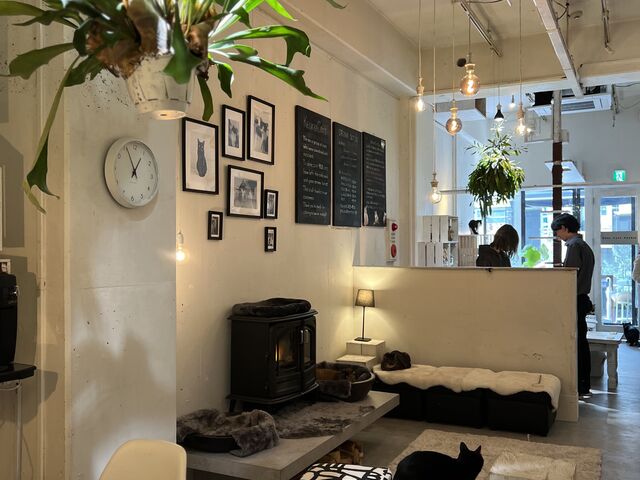 譲渡型保護猫カフェとして2008年より活動を行ってきました。店内で沢山の猫たちが待ってます。_neko cafe keurig 大名店