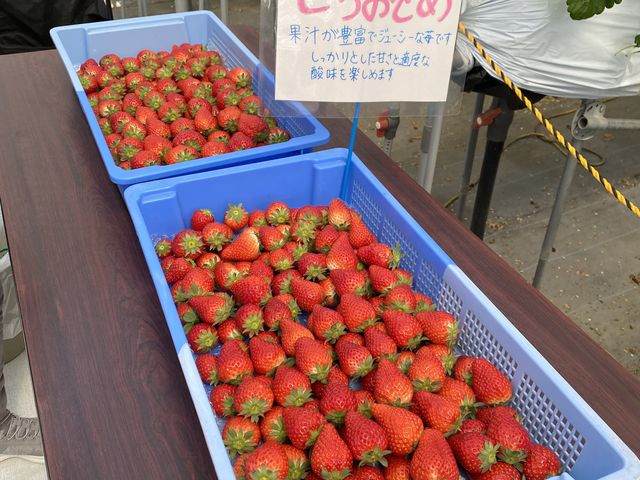 美味しそうなキラキラいちご♪_トライベリーファーム
