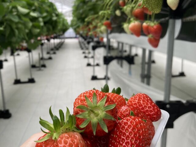 苺_宇川農産
