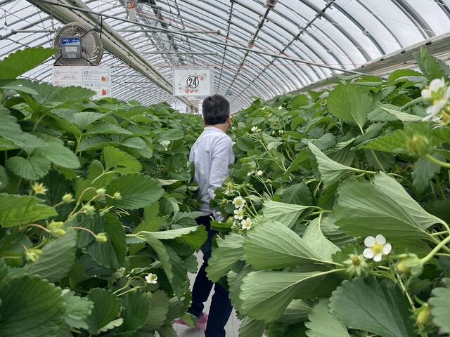 大きな葉っぱ!_宇川農産