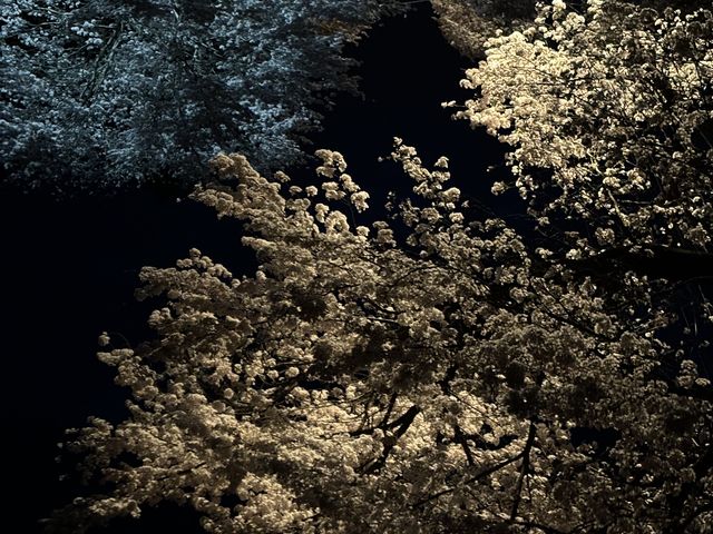 ライトアップ_桜の回廊(国道397号線の桜並木)