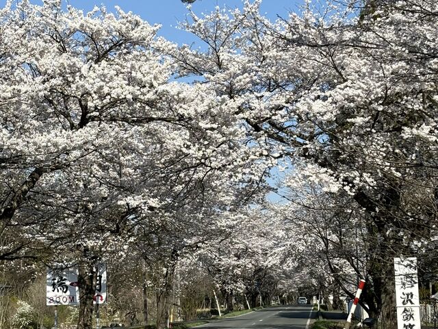 満開の回廊_桜の回廊(国道397号線の桜並木)