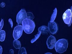 すみだ水族館の写真1