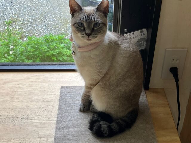カメラ目線も慣れている_にゃんliving