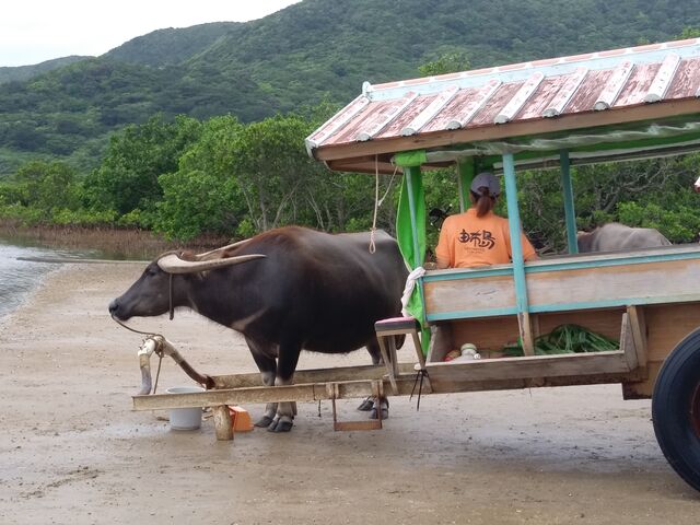水牛車は大きな力の強い牛だと、10人くらいまで乗れます。_由布島