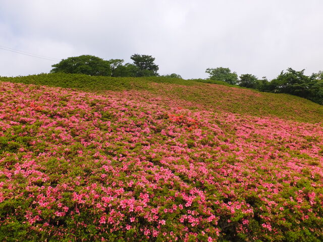 満開までもう少し_星ヶ山公園さつきの郷