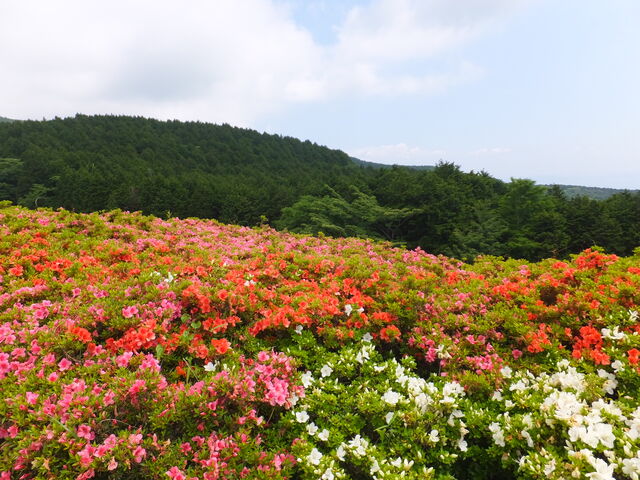 見頃のさつき_星ヶ山公園さつきの郷
