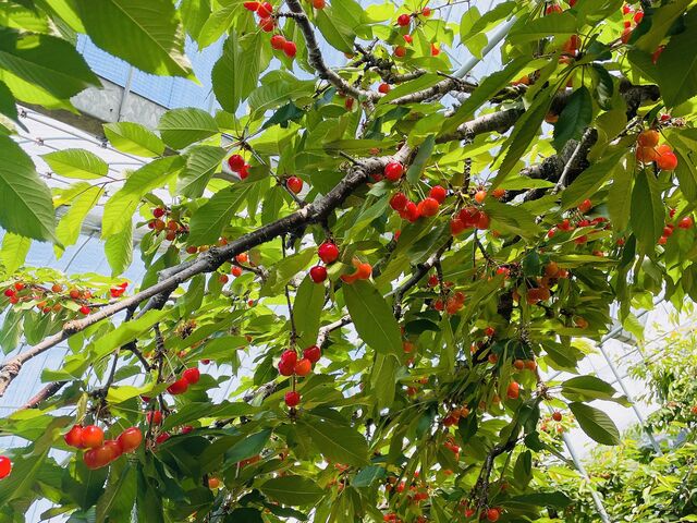 太陽の光浴びて輝いてましたー_Hosaka Farm〔保坂果樹園〕