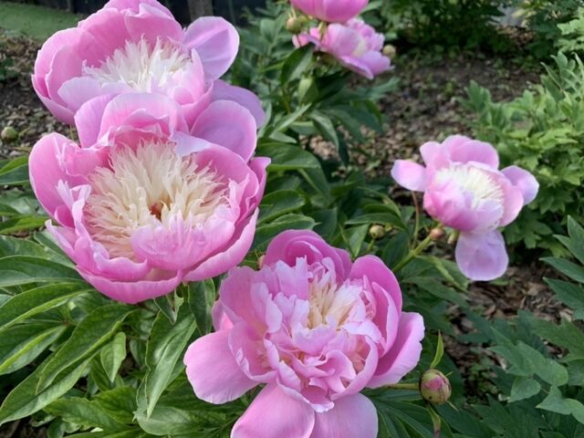 花の森・天神山ガーデンのシャクヤクがとてもきれい♪_花の森・天神山ガーデン