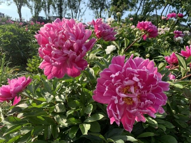 花の森・天神山ガーデンのシャクヤクがとてもきれい♪_花の森・天神山ガーデン