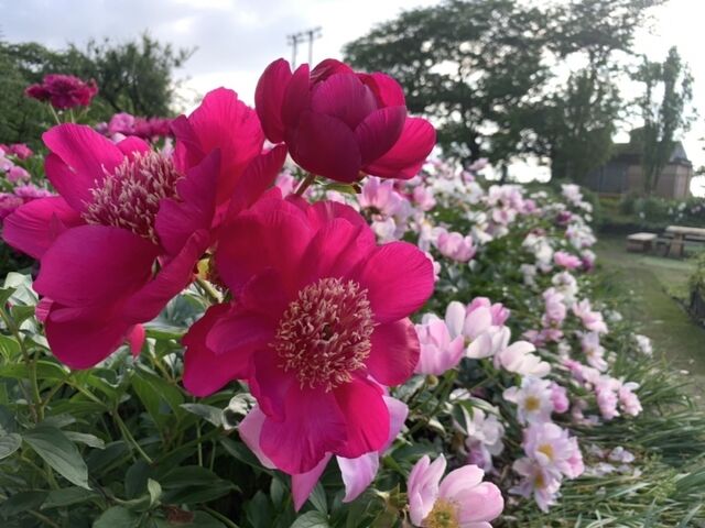花の森・天神山ガーデンのシャクヤクがとてもきれい♪_花の森・天神山ガーデン