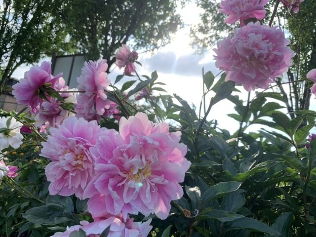 花の森・天神山ガーデンのシャクヤクがとてもきれい♪_花の森・天神山ガーデン