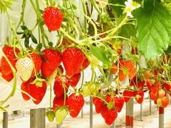 まんまるさんの平井観光農園への投稿写真1