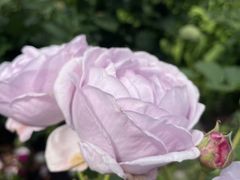 よーちゃんさんの箱根クラフトハウスへの投稿写真1