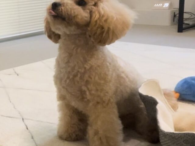 マテの合図で待つコロンくん_犬カフェ ワンコと1人暮らし