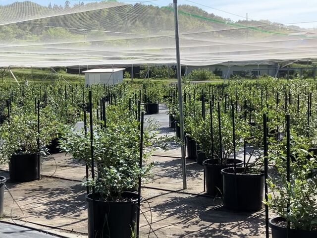 とてもたくさんの種類があり飽きずに食べられます
_THE BLUE mountain berry farm