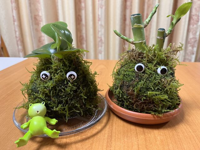 苔玉に表情のピックを挿してみた_ナチュナ 〜Naturallife-nami〜