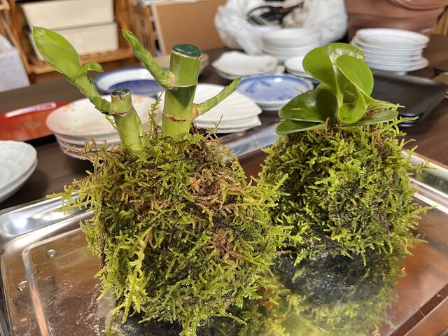 出来たての苔玉_ナチュナ 〜Naturallife-nami〜