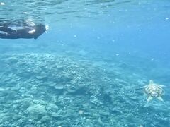 サクラさんのダイビングサービス碧海への投稿写真1