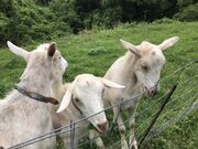 きっちゃんさんの里山なかくらの投稿写真1