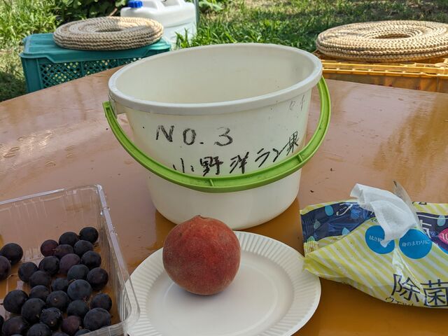用意されていたバケツとウエットティシュ。巨峰もごちそうになりました。_小野洋らん果樹園