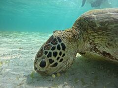 ラムさんのOkinawa tripsへの投稿写真1