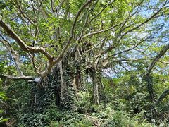 はるなつさんのスローガイド奄美への投稿写真1